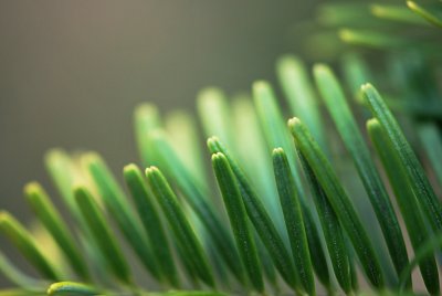 Abies veitchii - jedle Veitchiho - detail špičky jehlice - líc